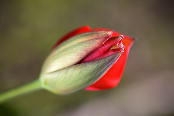Tulip Bud Of Red by Joy Watson